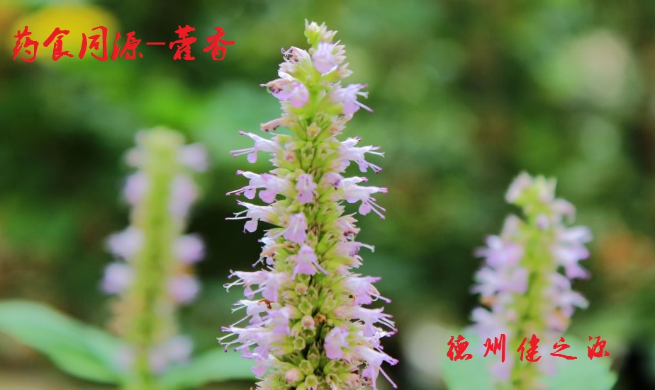 藿香薄荷茶，炎炎烈日的防暑茶